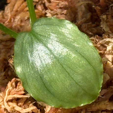 Homalomena sp. "Green" from Bogor