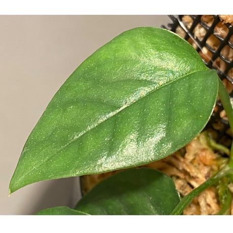 Philodendron sp. from Venezuela [tanakay]