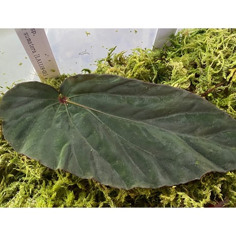 Begonia sp. from Lampung sumatera [LA1118-01]