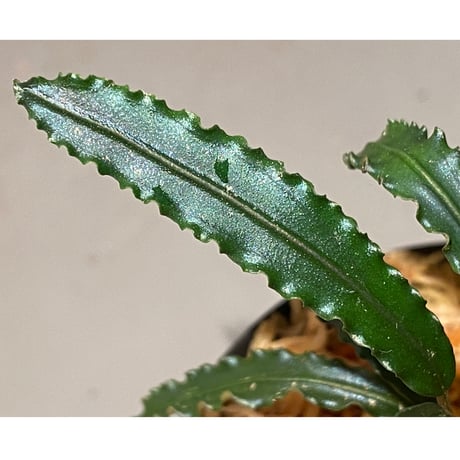 (大株) Bucephalandra sp. from "Mangat" [MF0417-2A] ③