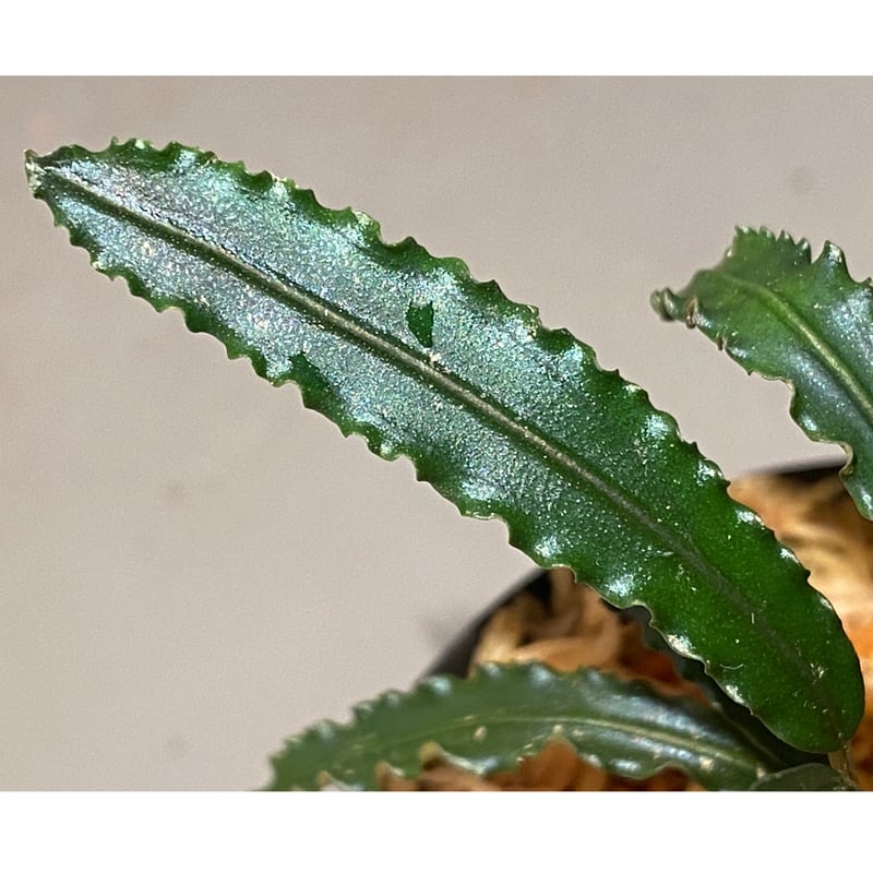 大株) Bucephalandra sp. from 大株) Bucephalandra sp. from