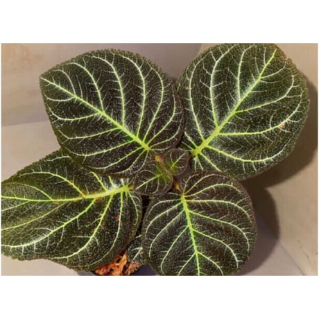 Pearcea hypocyrtiflora from Rio Napo Ecuador [tanakay] 白葉脈