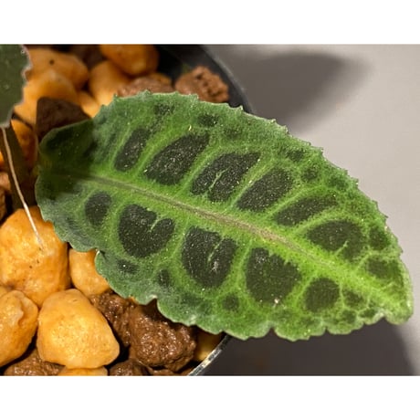 Emblemantha urnulata (Labisia sp.) from Riau sumatera [LA0815-01]