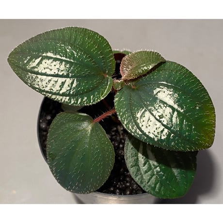 Phyllagathis rotundifolia [STRINGE PLANTS]