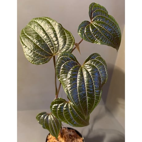 Dioscorea dodecaneura (discolor) from Ecuador
