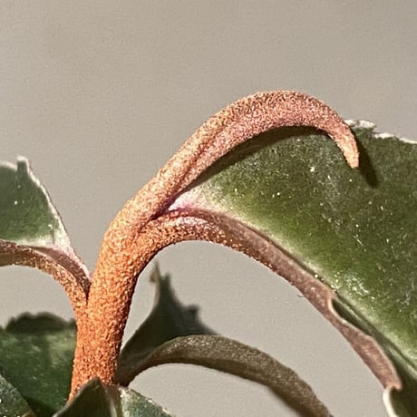 Labisia pumila from Cameron Highlands
