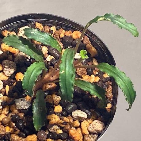 Bucephalandra sp. "Mangat" [MF0417-2A]