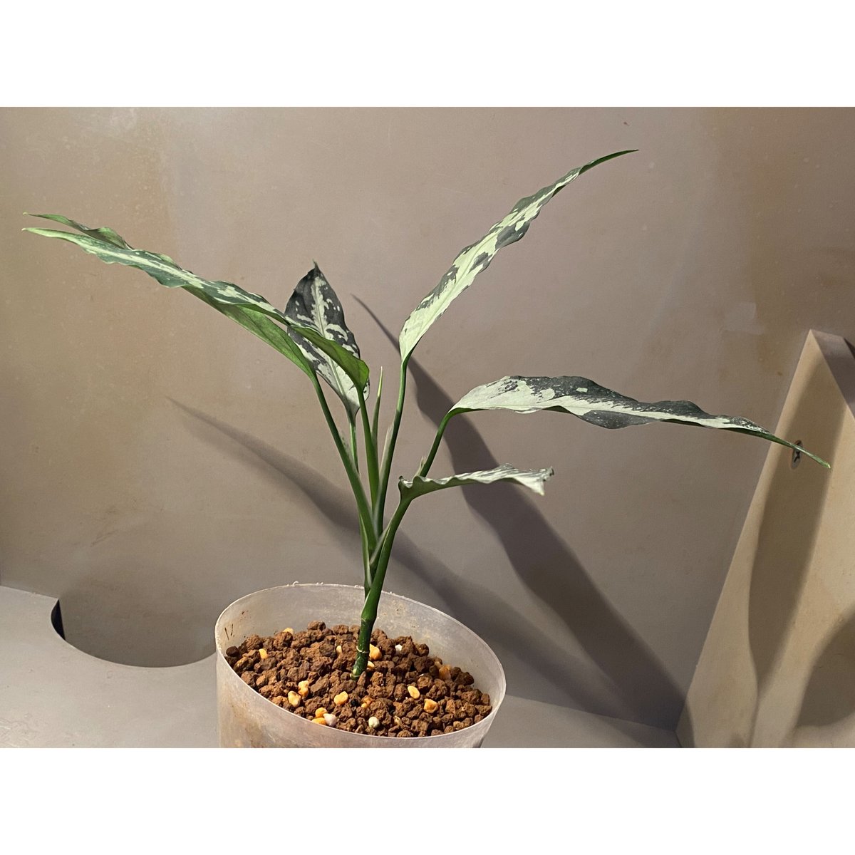 Aglaonema pictum A Aglaonema pictum A