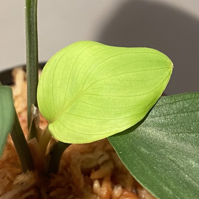 Homalomena sp. Aceh Silver from Aceh sumatera [