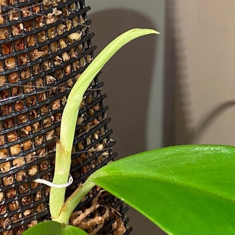 Rhaphidophora sp. from Trat Thailand