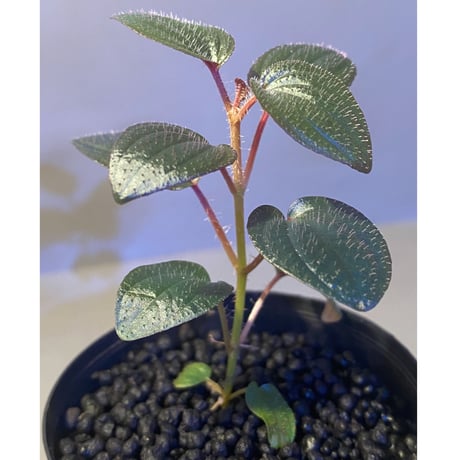 Phyllagathis rotundifolia [STRINGE PLANTS]