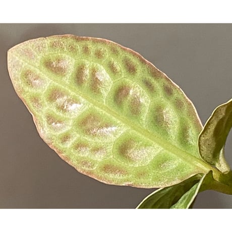 Ardisia sp. "Turtle Back"
