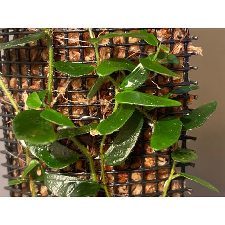 Ficus sp. from Mt. Besar