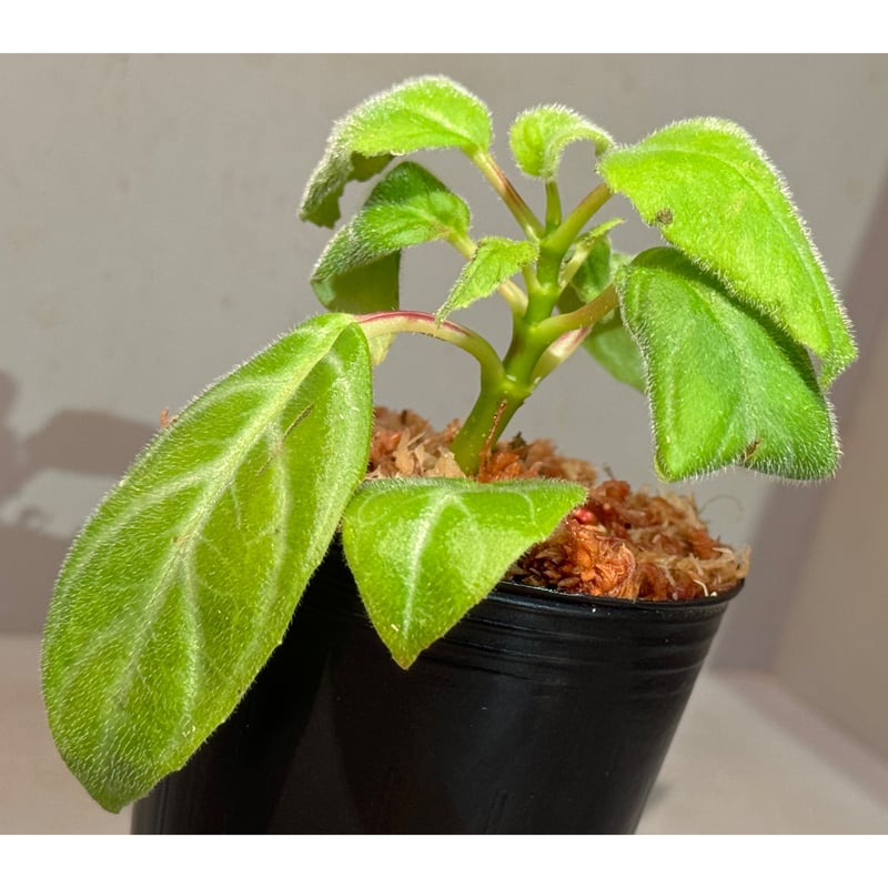 Drymonia punctulata 伊藤蟻植物農園 | M・R・G・R
