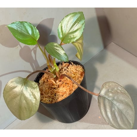 ホマロメナ | STORES