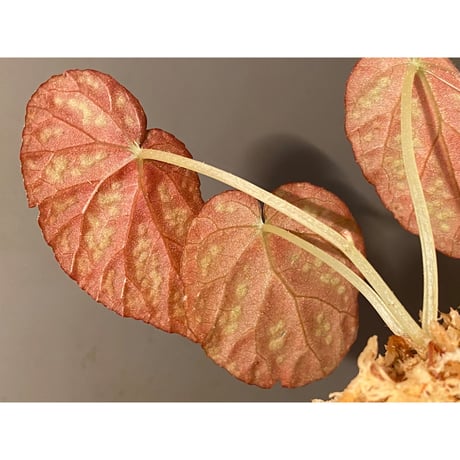 Begonia variabilis from Khao Luan Thailand [TK]