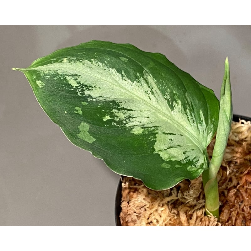正規タグ付　TB便　アグラオネマ　GW1908 プレリュード Yahoo!オークション - Aglaonema pictum GW1908 プレリュード