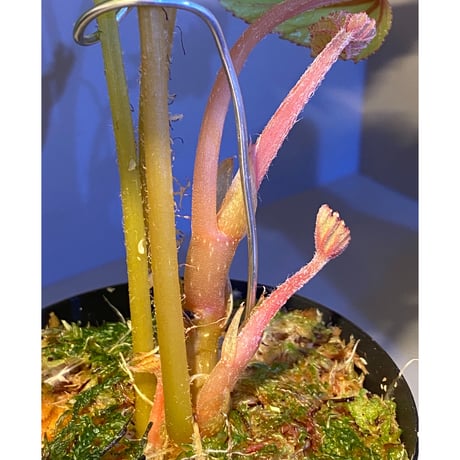 (大株) Begonia sp. from Na Hang [YH1118] TK
