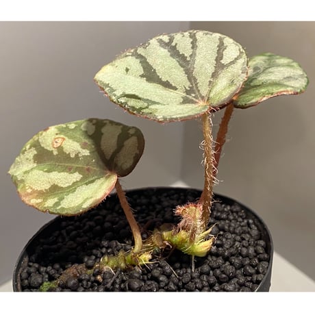 Begonia luzonensis