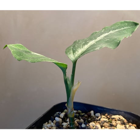 Aglaonema pictum tricolor from Aceh sumatera [LA1113-M2]
