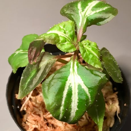 Sonerila sp. from Jambi Sumatera