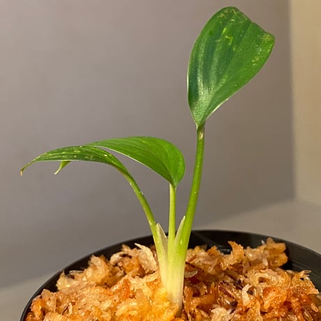 Homalomena sp. from Kuala Balah [TK270316]