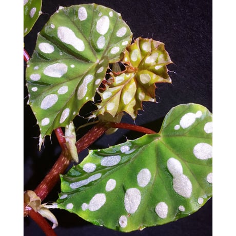 Begonia sp. from Rahad Datu [TK081116-1]