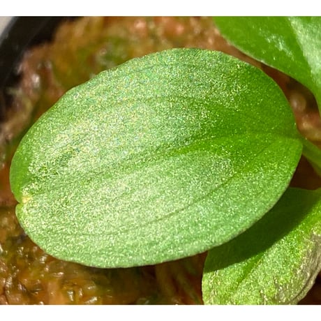 Homalomena sp. "Kayu Lapis" White Kal-barat [TB]