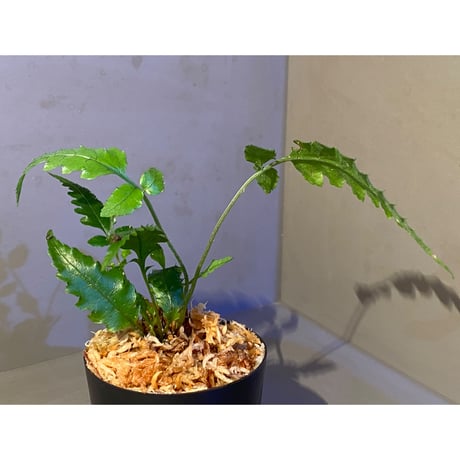 Bolbitis subcardata 西表島産