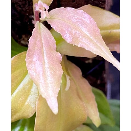 Medinilla sp. from Nueva Vizcaya Luzon Philippines