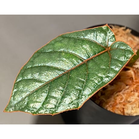 Pterisanthes sp. from Sabah-1 [R0515-01a]