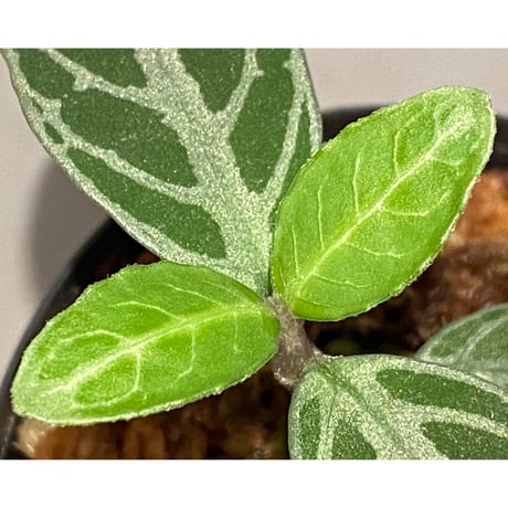キツネノマゴ科の一種 from Lasi [R1214-02a]