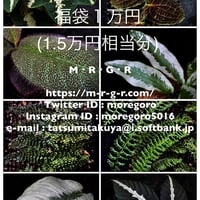 Bucephalandra sp. 黄緑 from Bukit Kelam Utara [AZ