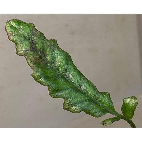 Bolbitis sinuosa from Philippines