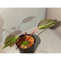 Begonia '煉獄-参' [LA hyb.-f1-01]