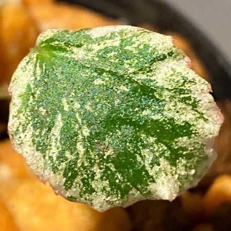 Begonia prismatocarpa "Variegata" ①