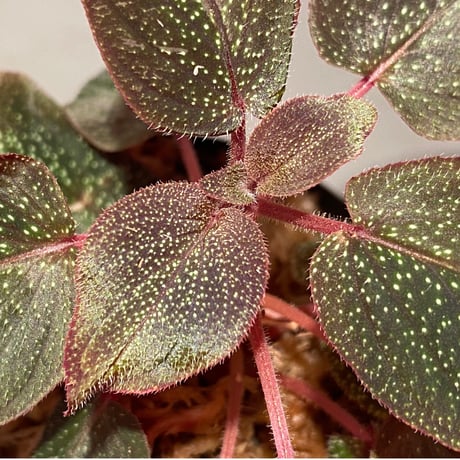 Sonerila sp. from Phitsanulok
