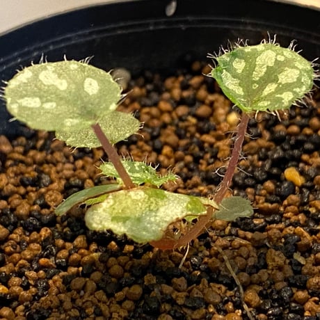 Begonia austroguangxiensis　from Gvangjsih Bouxcuengh Swcigih China
