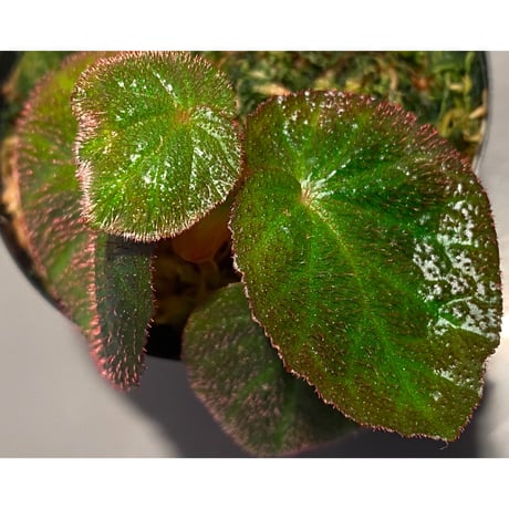 Begonia sp. from Manaus