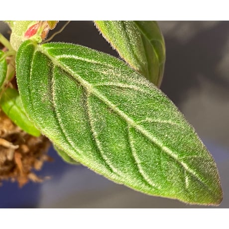 Columnea spathulata [STRINGE PLANTS]