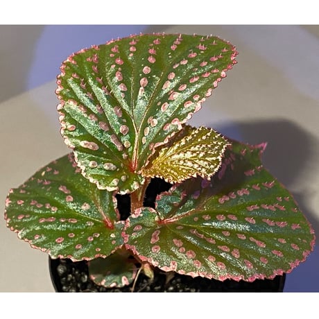 Begonia sp. from Saripoi [LA0813-2]