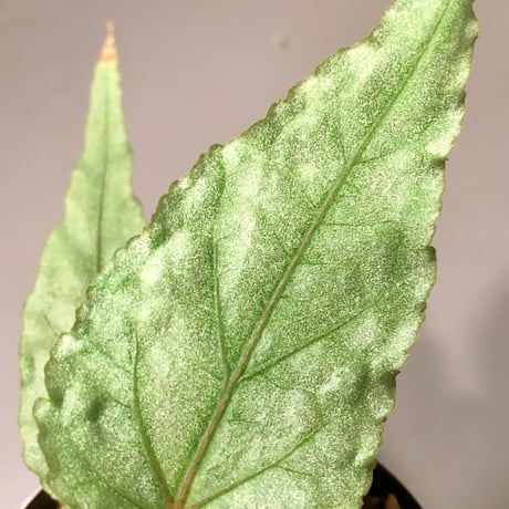 Begonia sp. from Malay [HA]