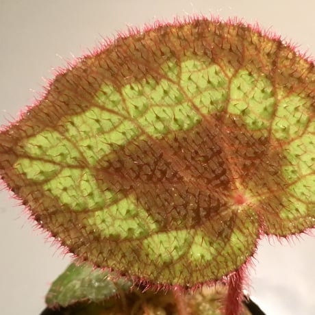 Begonia Circularis fromThach an town cao bang province north vietnam
