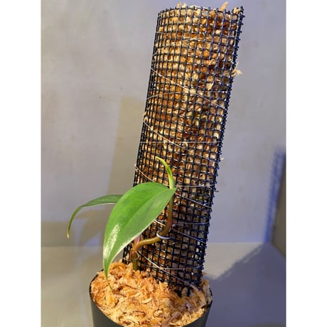 Philodendron sp. from  Colombia [tanakay]