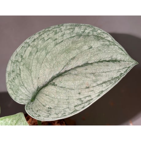 Scindapsus sp. "Silver Cloud"