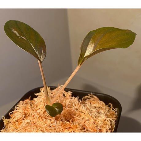 Homalomena sp. from Pahang Malaysia [R0718-02] RIO