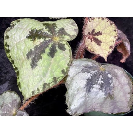 Begonia sp. from Lang Son [YH030519] TK