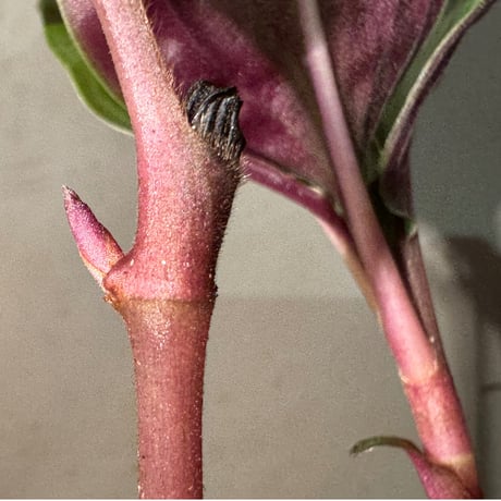 Geogenanthus undatus from Tarapoto Peru [tanakay]