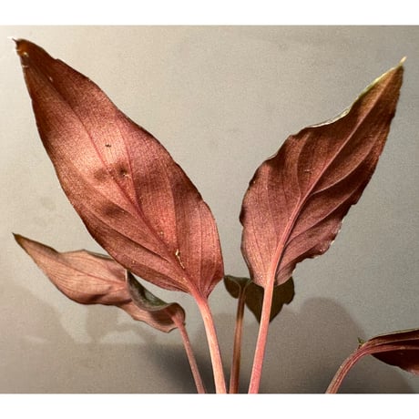 Homalomena sp. "Black Form" ピクタ