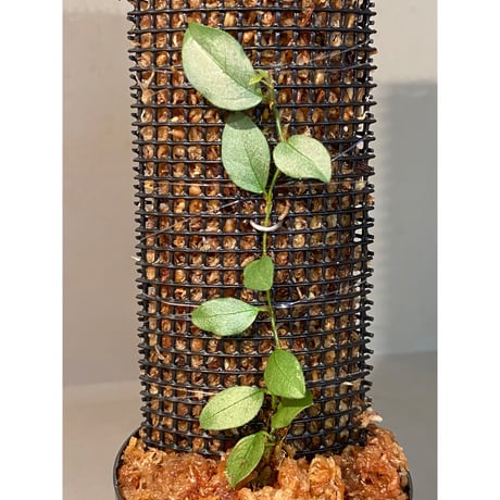 Ficus sp. "Muara wahau" white Kalimantan timur [TB]
